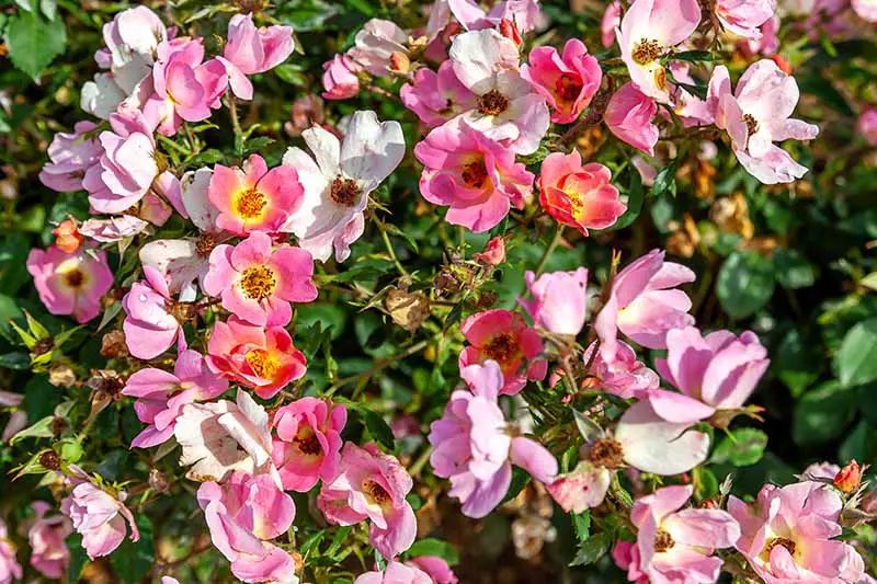 Una imagen horizontal de primer plano de rosas Knock Out de un solo pétalo que crecen en el jardín fotografiado bajo el sol brillante.