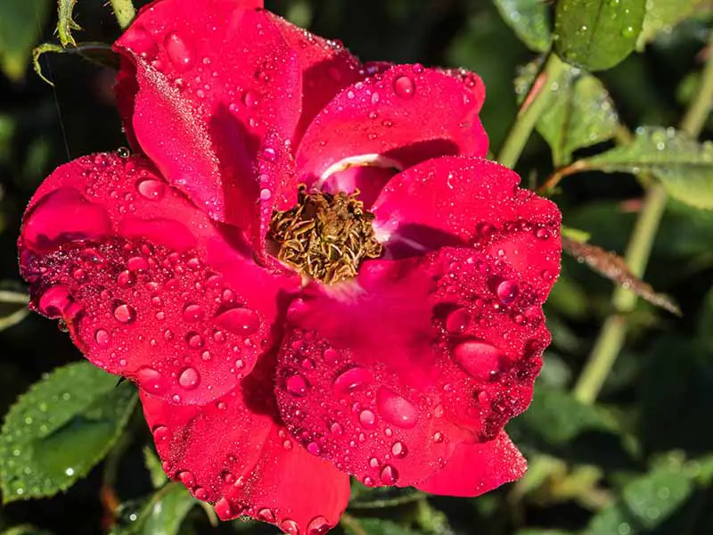 Una imagen horizontal de cerca de una rosa de arbusto rojo cubierta de gotas de agua.