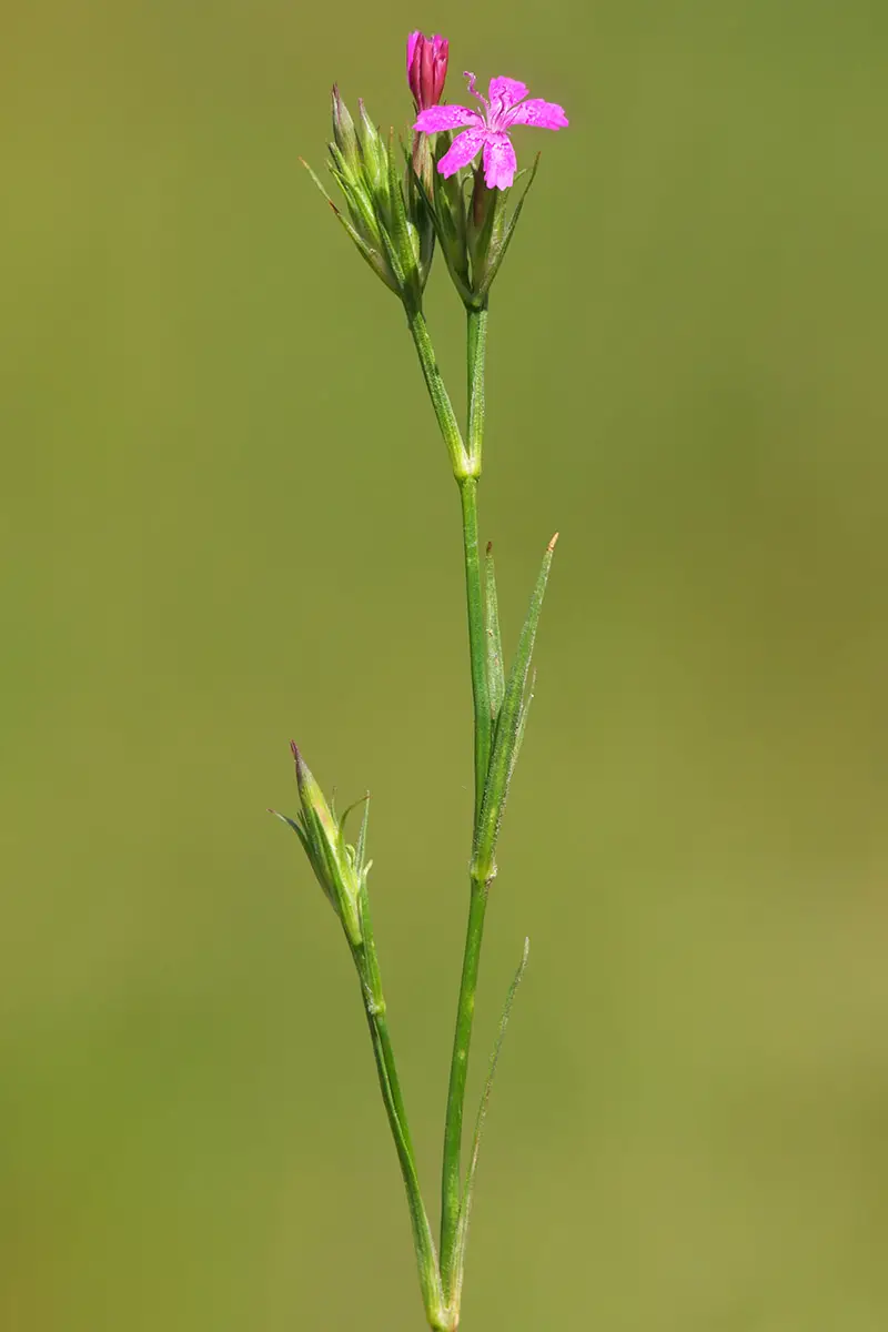 Una imagen vertical de primer plano de un solo tallo de Dianthus armeria, también conocido como rosa Deptford, aislado en un fondo verde de enfoque suave.