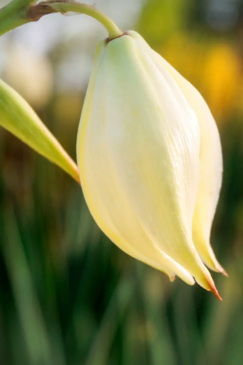 Una imagen vertical de una sola flor de yuca representada en un fondo de enfoque suave.