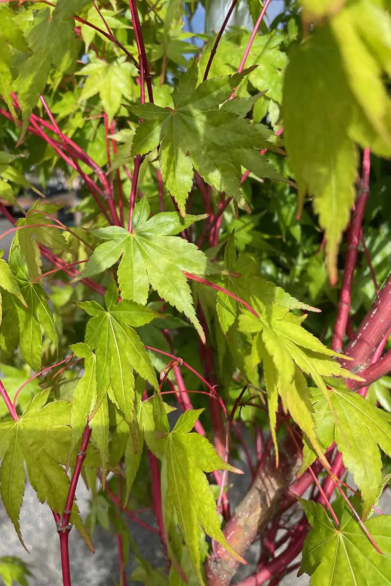 Una imagen vertical de cerca de los tallos rojos y las hojas verdes de Acer palmatum 'Sango-kaku' que crecen en una maceta en el interior.