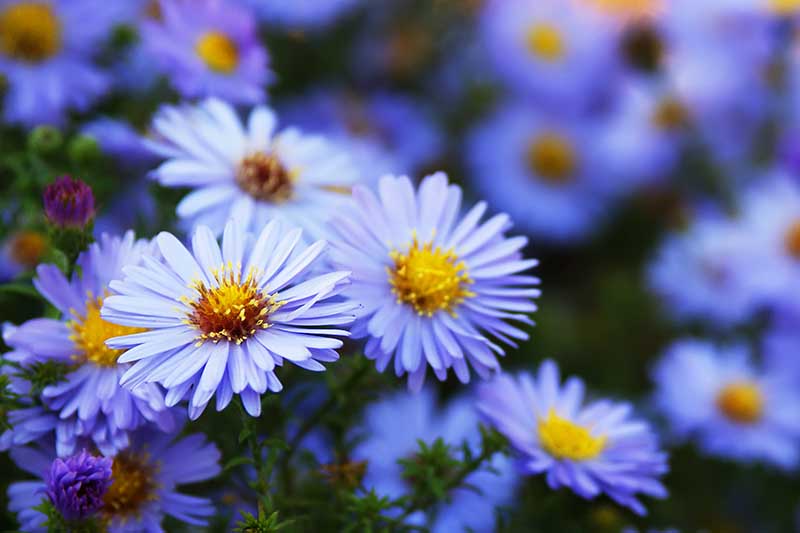 Un primer plano de las flores azul claro del aster azul cielo con delicados pétalos azules y centros amarillos, que crecen en el jardín sobre un fondo de enfoque suave.