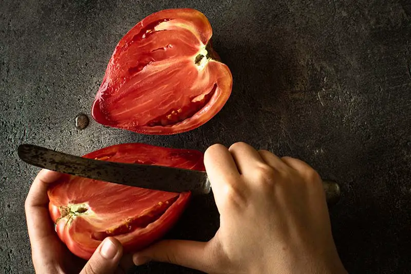 Un primer plano de dos manos desde la parte inferior del marco, cortando un tomate rojo brillante, sobre un fondo gris oscuro.