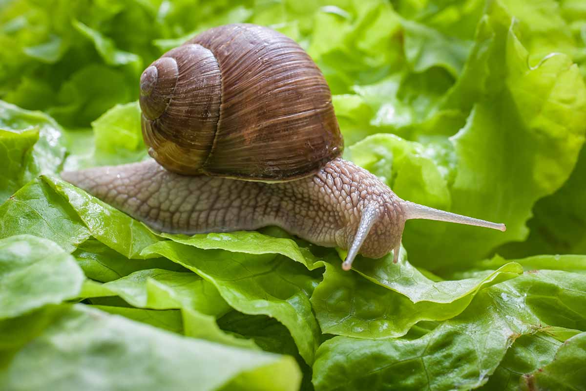 Una imagen horizontal de primer plano de un caracol comiendo una lechuga en el jardín.