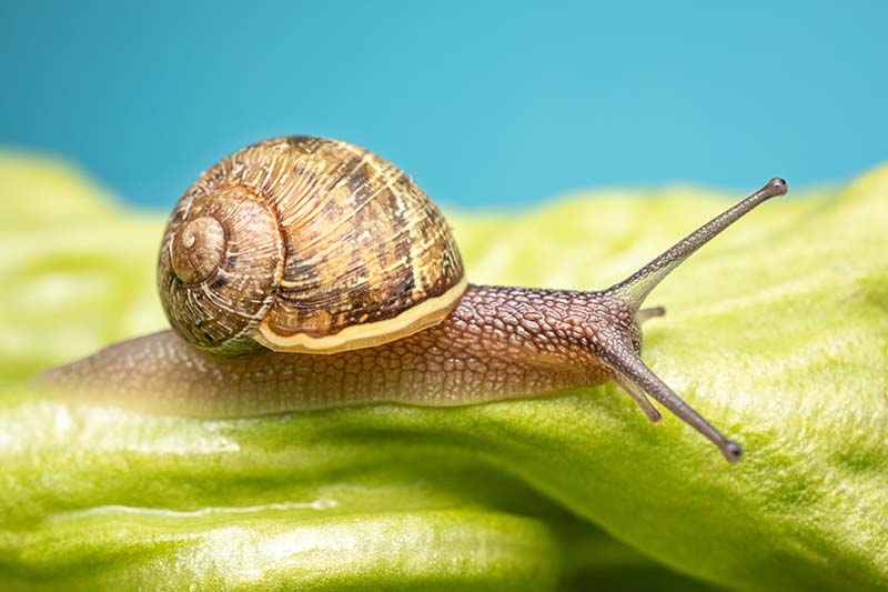 Una imagen horizontal de primer plano de un caracol comiendo una hoja de lechuga representada en un fondo de enfoque suave.  La prevalencia de estas plagas en las ensaladas verdes es la inspiración para el popular nombre de pub "Slug and Lettuce" en el Reino Unido.