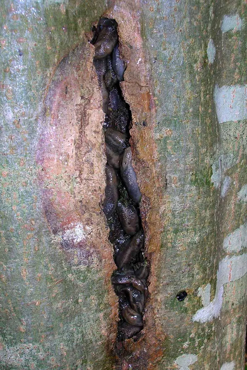 Una imagen vertical de cerca de una fisura por quemaduras solares en el tronco de un árbol lleno de babosas.