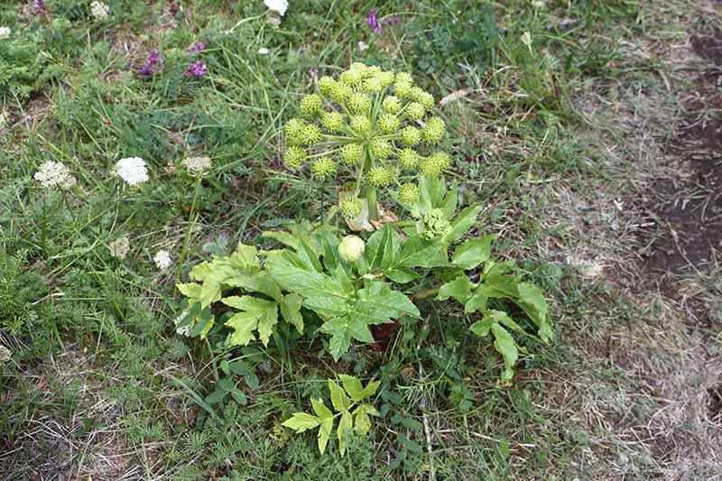 Un primer plano de una pequeña planta Angelica archangelica que crece en un césped con una pequeña cabeza de flor.