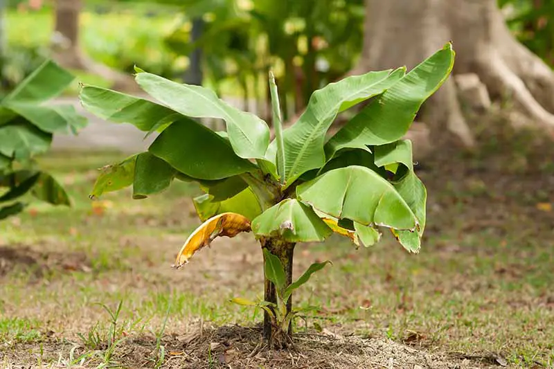 Un pequeño Musa basjoo que crece en el jardín rodeado de césped con hojas de color verde brillante y un tallo oscuro con un gran árbol de enfoque suave en el fondo.