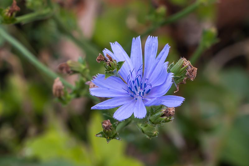 Una imagen horizontal de primer plano de una pequeña flor azul representada en un fondo verde de enfoque suave.