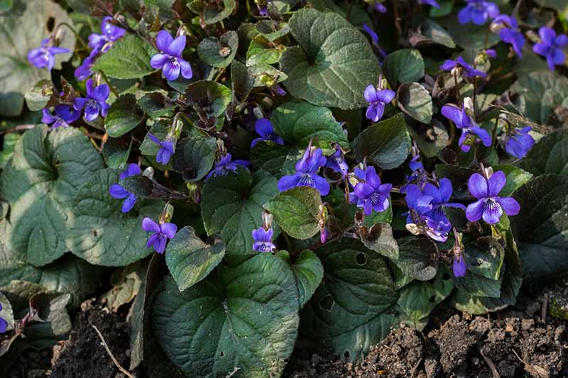 Una imagen de arriba hacia abajo de diminutas violetas nativas azules con un gran follaje plano que crece en el jardín bajo la luz del sol filtrada.