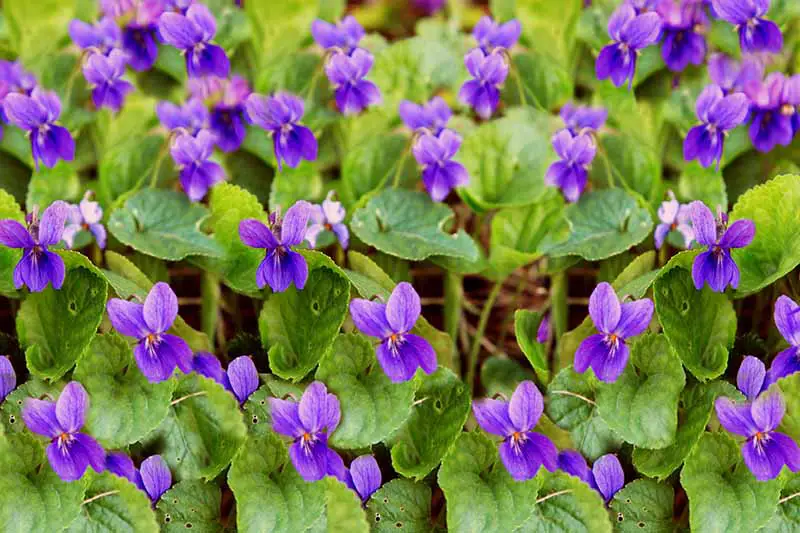 Un primer plano de diminutas violetas púrpuras que crecen en el jardín rodeadas de follaje verde que se desvanece en un enfoque suave en el fondo.