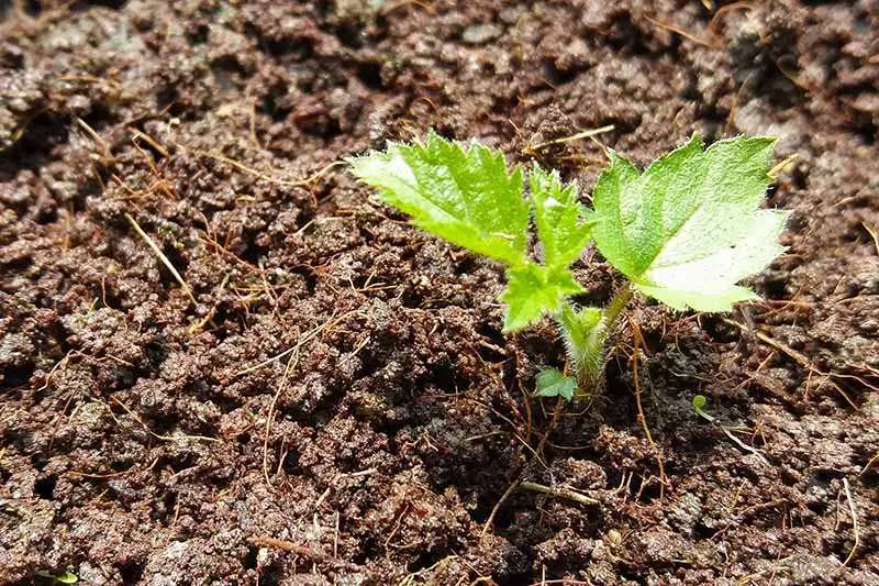 Un primer plano de un pequeño trasplante de un arbusto de bayas en un suelo fértil, fotografiado bajo un sol brillante.