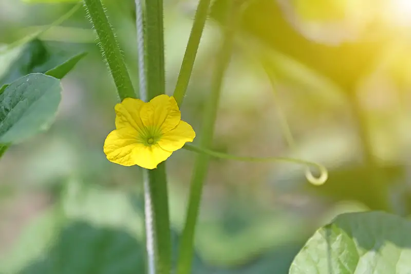 Un primer plano de una diminuta flor amarilla en una planta de enredadera, representada a la luz del sol sobre un fondo de enfoque suave.