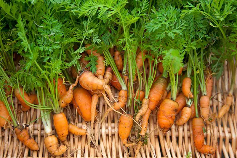 Un primer plano de una colección de pequeñas raíces de zanahoria deformadas en una cesta de mimbre.