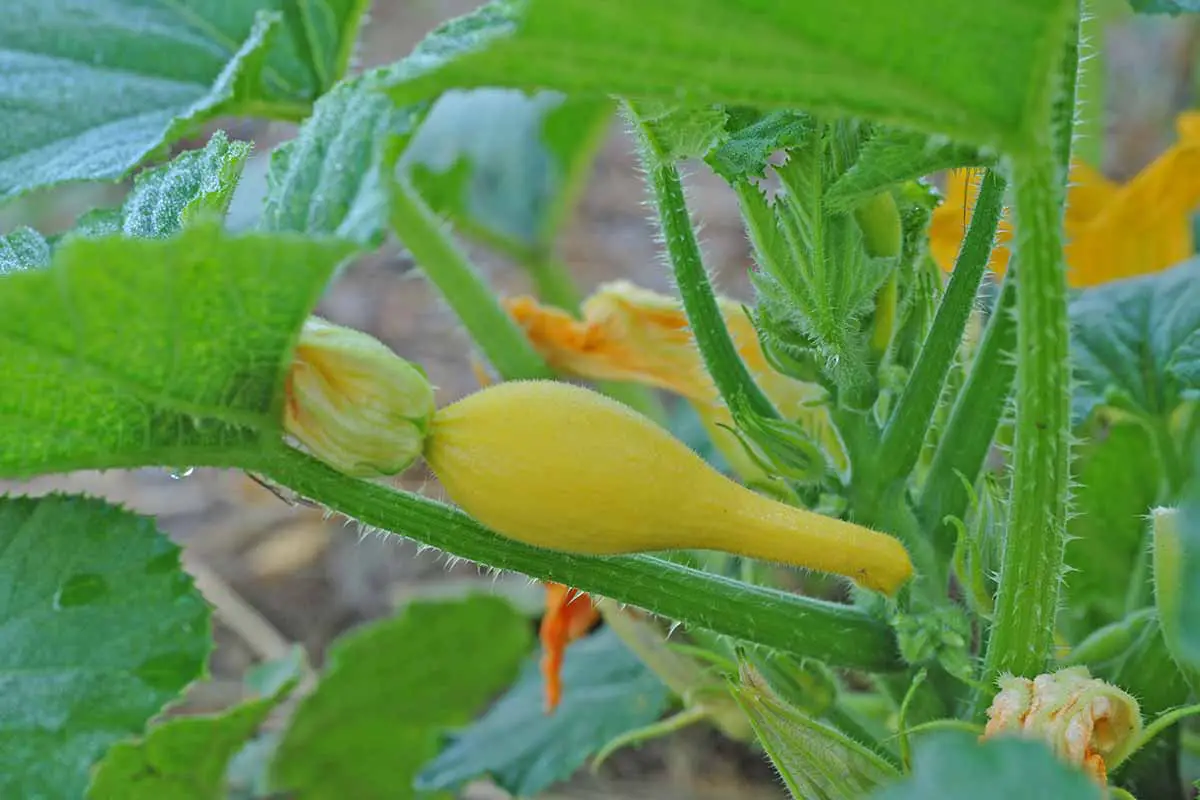 Una imagen horizontal de cerca de una pequeña calabaza de cuello torcido que crece en la planta.