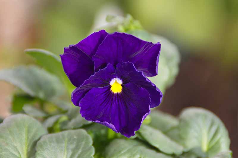 Un primer plano de una flor de pensamiento púrpura con follaje en un enfoque suave en el fondo.
