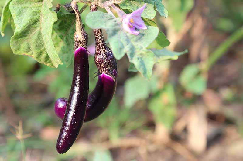 Un primer plano de dos pequeños frutos de berenjena brillantes de color púrpura oscuro que cuelgan de la rama de una planta que crece en el jardín, sobre un fondo de enfoque suave.