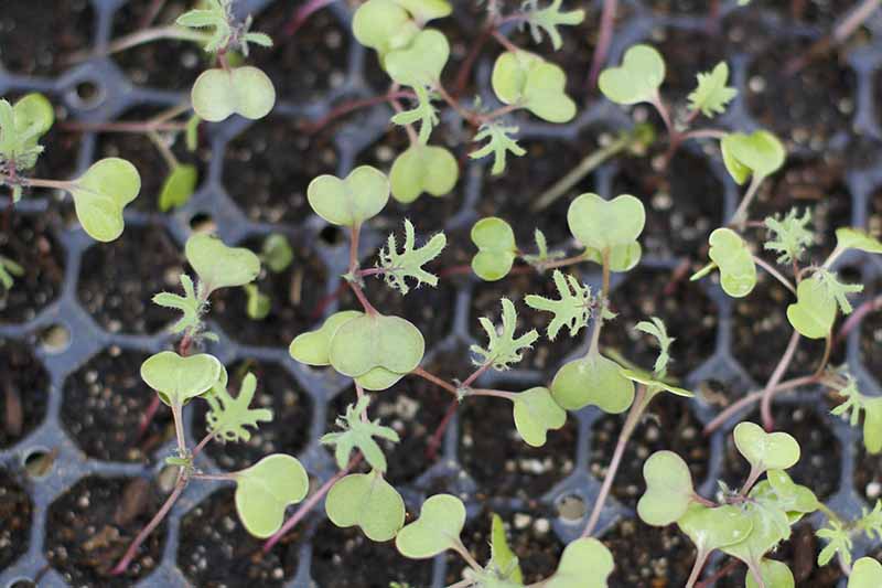 Un primer plano de pequeñas plántulas que crecen en bandejas de inicio de semillas con sus primeras hojas verdaderas comenzando a mostrarse antes de plantar.