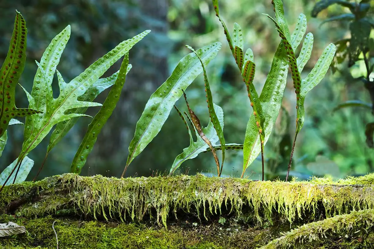 Una imagen horizontal de frondas de helecho canguro (Phymatosorus diversifolius) que crecen junto a un tronco cubierto de musgo con esporas visibles en la parte inferior de las hojas.
