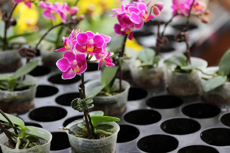 Una imagen horizontal de pequeñas macetas de orquídeas con flores de color rosa brillante a la venta en un vivero de plantas.