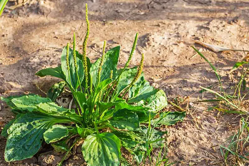 Un primer plano de una pequeña planta de plátano que crece en suelo seco y desnudo fotografiado a la luz del sol.