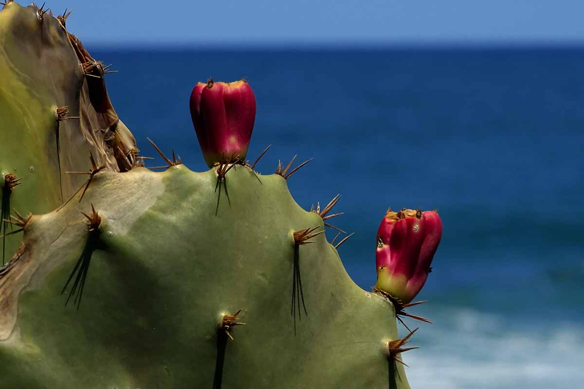 Una imagen horizontal de primer plano de un cactus que crece con el océano de fondo.