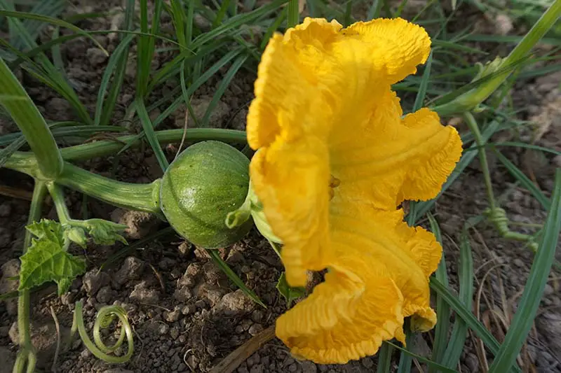 Un primer plano de una flor naranja brillante con una pequeña calabaza en desarrollo detrás de ella, creciendo en el jardín, con follaje y suelo en un enfoque suave en el fondo.