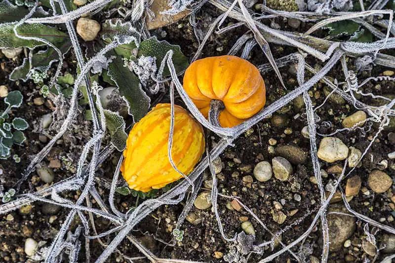 Una imagen horizontal de cerca de dos pequeñas calabazas naranjas en el suelo helado unido a la vid.