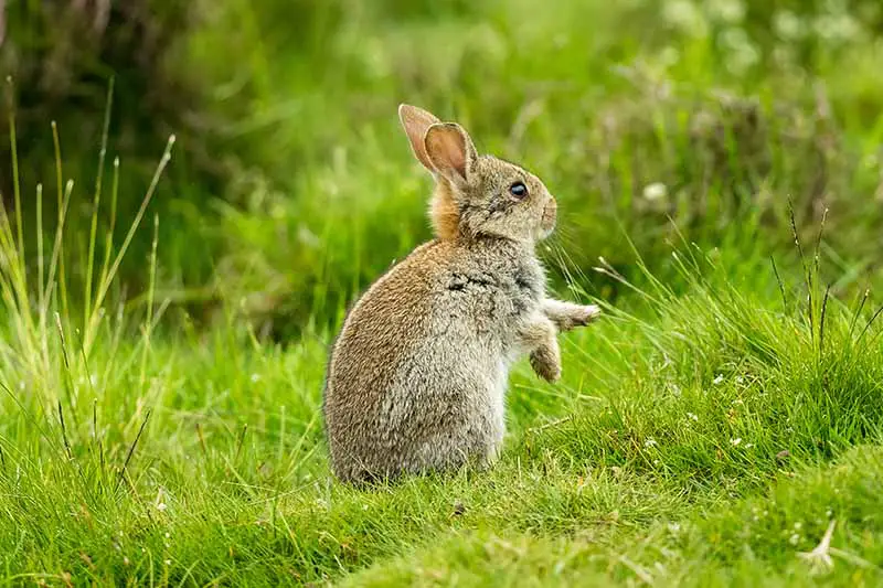 Un pequeño conejo sentado sobre sus patas traseras en el césped, fotografiado a la luz del sol sobre un fondo de enfoque suave.