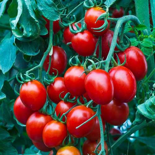 Un primer plano de un montón de pequeños tomates cherry rojos, que crecen en el jardín, listos para la cosecha.