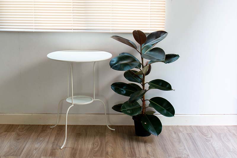 Una imagen horizontal de una pequeña planta de Ficus elastica en maceta colocada sobre un piso de madera debajo de una ventana y al lado de una pequeña mesa auxiliar.