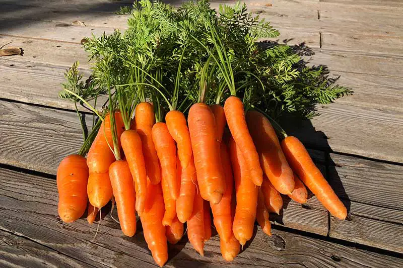 Un primer plano de una cosecha fresca de zanahorias pequeñas y rectas con las puntas todavía unidas sobre una superficie de madera a la luz del sol.
