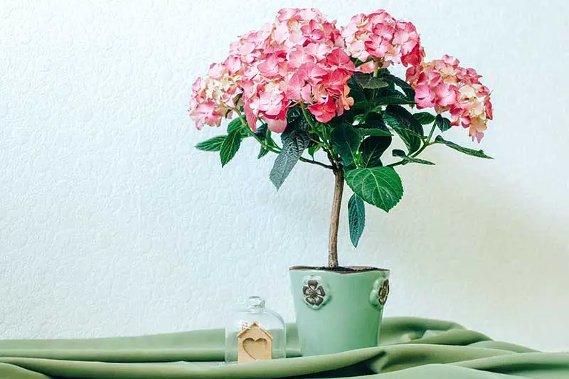 Una imagen horizontal de primer plano de una hortensia rosa que crece en una maceta pequeña colocada en una tela verde.