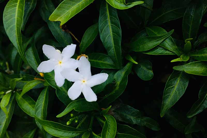 Una imagen horizontal de primer plano de dos pequeñas flores blancas de gardenia con follaje en un enfoque suave en el fondo.