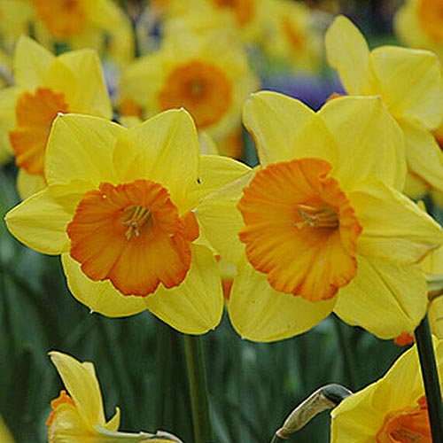 Una imagen cuadrada de primer plano del narciso amarillo y naranja 'Smiling Maestro' que crece en el jardín.