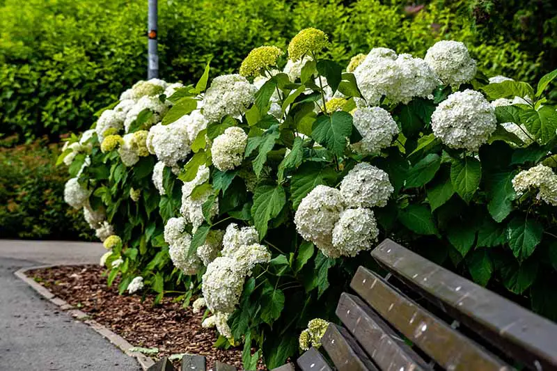 Una imagen horizontal de un banco de parque con un arbusto en flor que crece en un borde junto a un camino.