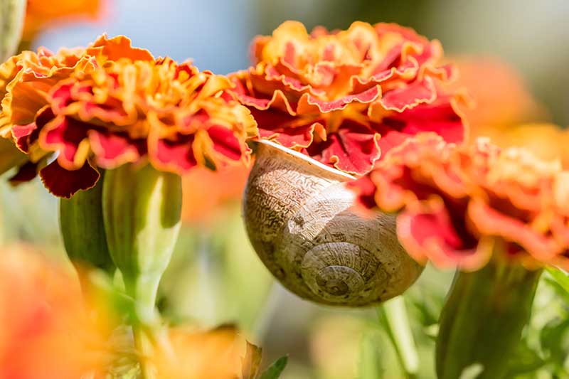 Una imagen horizontal de primer plano de un caracol unido a una flor representada bajo el sol brillante sobre un fondo de enfoque suave.