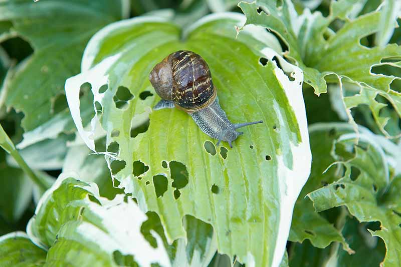 Una imagen horizontal de primer plano de un caracol arrastrándose sobre una hoja de hosta masticando agujeros en el follaje.