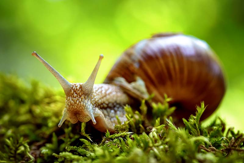 Una imagen horizontal de primer plano de un caracol moviéndose lentamente a través de la hierba en un fondo verde de enfoque suave.