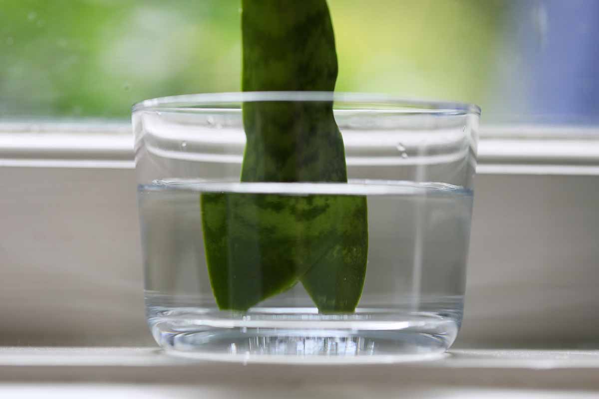 Una imagen horizontal de cerca de una hoja de una planta de serpiente cortando de pie en un frasco de agua, colocada en un alféizar.