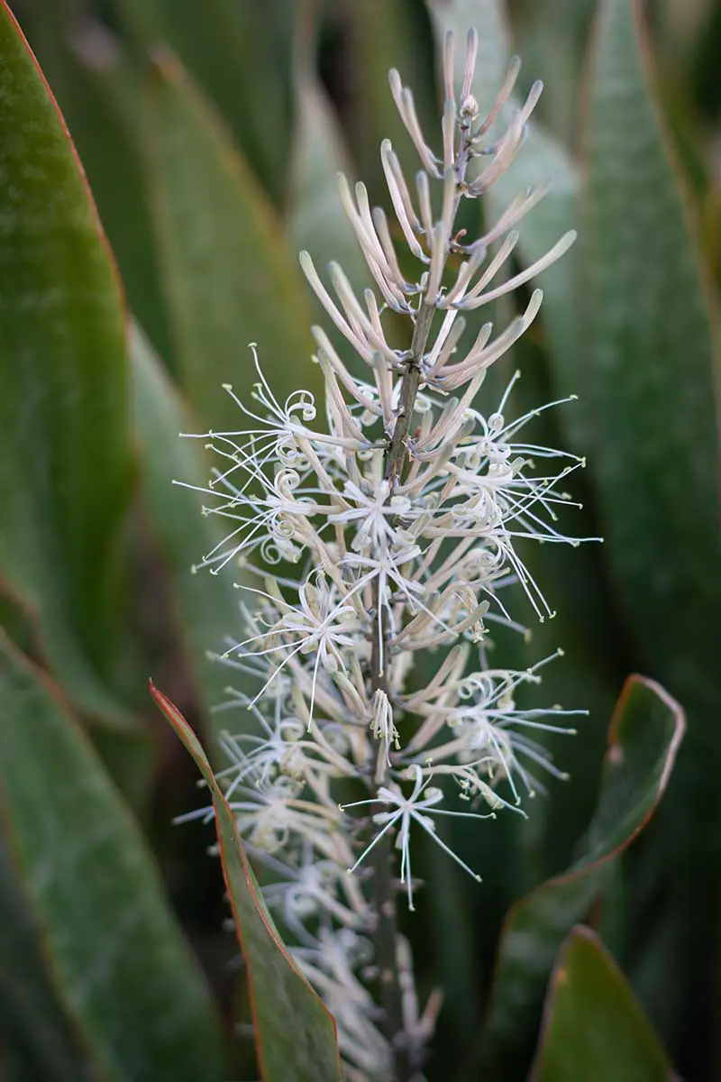 Una imagen vertical de cerca de una flor de Dracaena trifasciata, también conocida como Sansevieria trifasciata (planta de serpiente), representada en un fondo de enfoque suave.