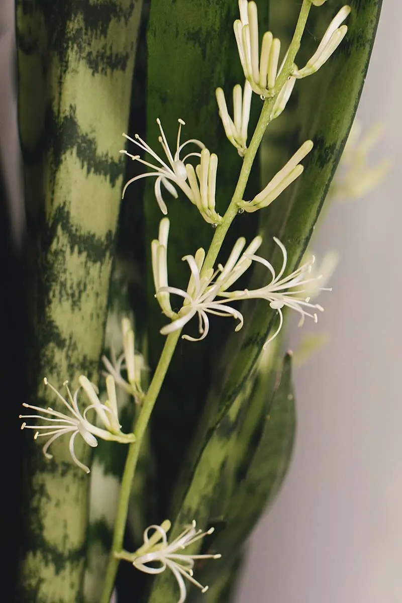 Una imagen vertical de cerca de un follaje vegetal de serpiente y un tallo de flores.