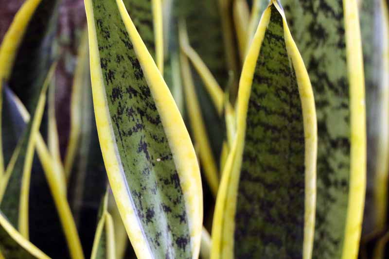 Primer plano de las hojas de la planta de serpiente Sansevierias laurentii.