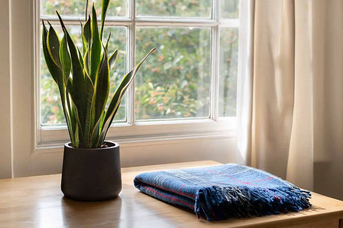 Imagen horizontal de una manta doblada sobre una mesa de madera con una planta de serpiente en una maceta pequeña con una ventana al fondo.