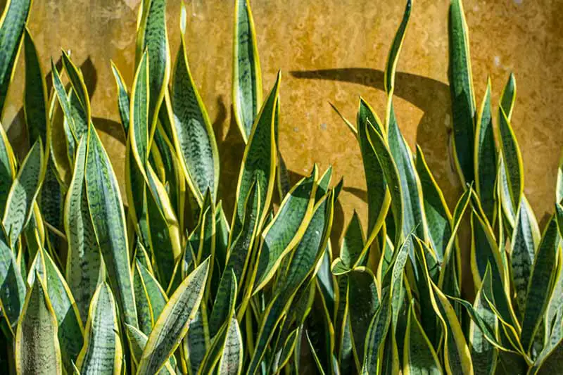 Una imagen horizontal de cerca de plantas de serpientes que crecen al aire libre representadas bajo un sol brillante.