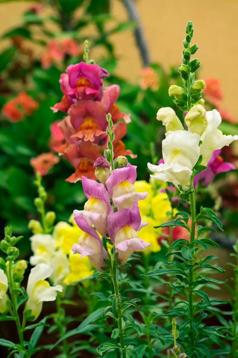 Una imagen vertical de cerca de coloridas flores de boca de dragón (Antirrhinum majus) que crecen en el jardín.