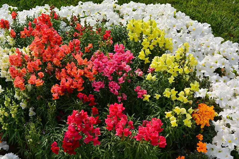 Una imagen horizontal de primer plano de flores de dragón de colores brillantes (Antirrhinum majus) que crecen en un borde de jardín.