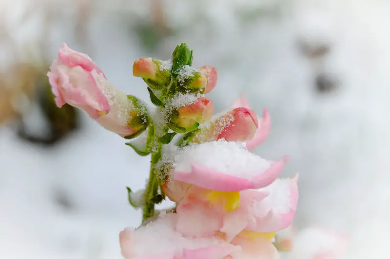 Una imagen horizontal de primer plano de flores rosas cubiertas de un ligero polvo de nieve en un fondo de enfoque suave.