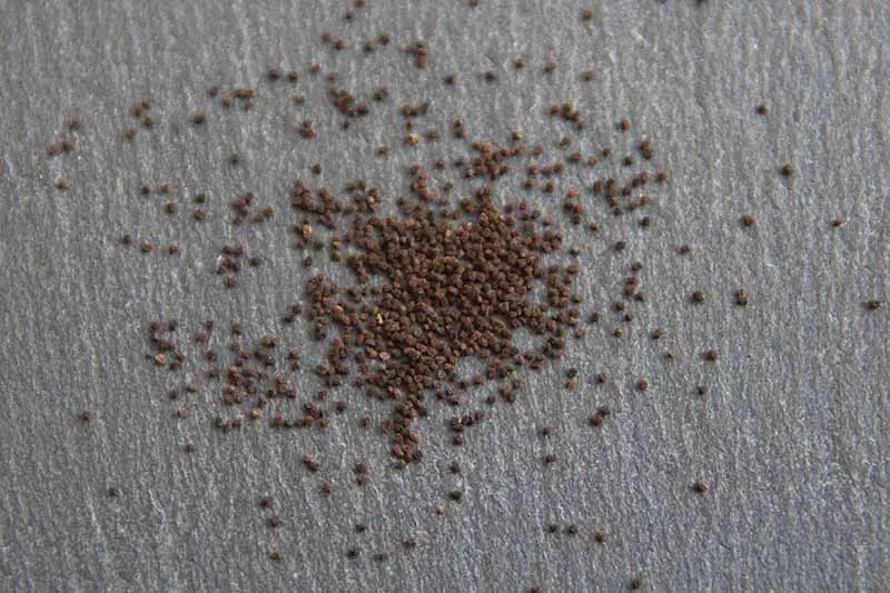 Una imagen horizontal de cerca de las semillas de Antirrhinum majus sobre un fondo gris claro.