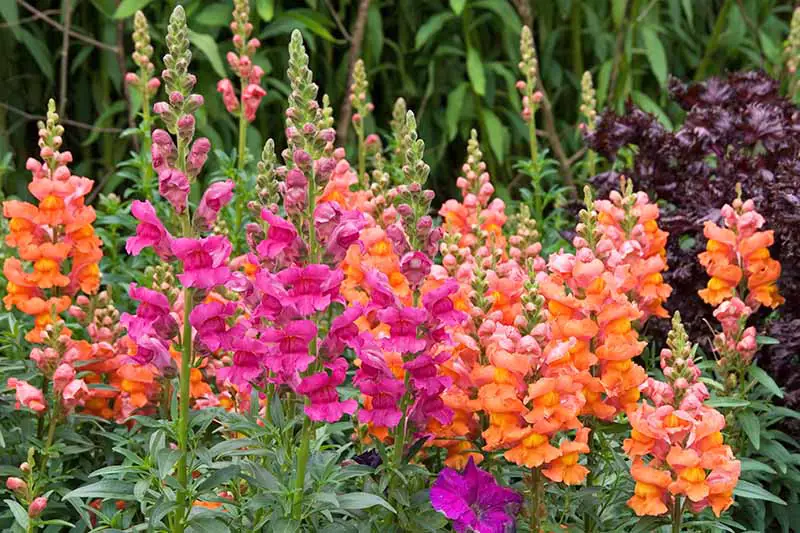 Espigas verticales de flores de boca de dragón de color rosa oscuro y melón con hojas verdes, que crecen en un lecho de jardín con otras plantas.